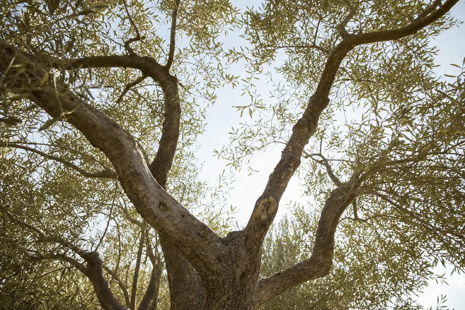 Contre-plongée dans la charpente d'un arbre éclairci, le ciel visible entre trois charpentières bien réparties