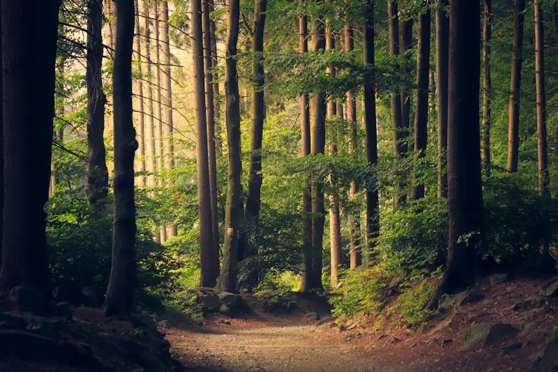 Sous-bois dense traversé par la lumière