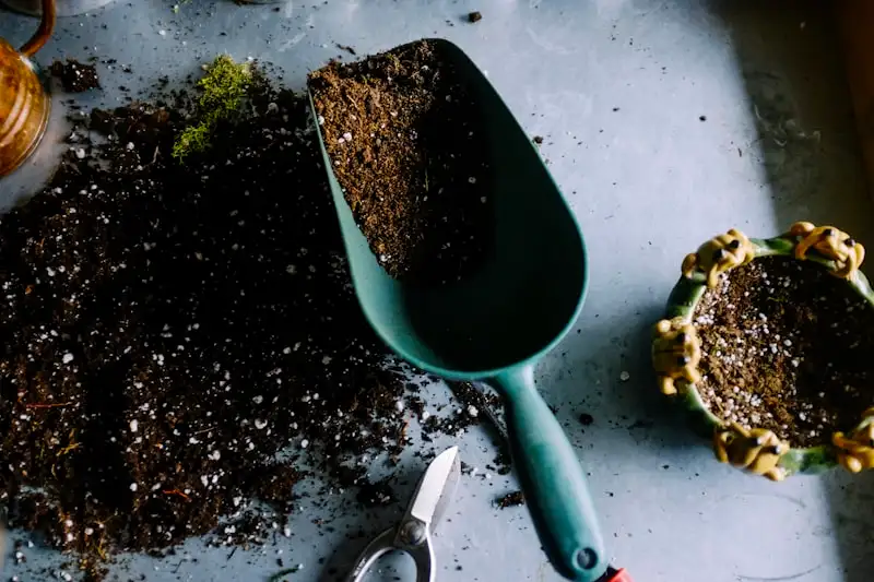 Main répandant un paillis au pied de jeunes plants